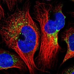 CNO Antibody, Novus Biologicals 0.1mL; Unlabeled:Antibodies, Polyclonal